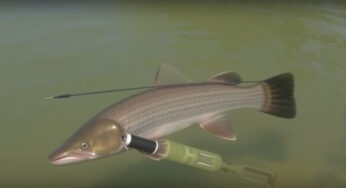 Le seppie mostrano abilità di caccia sorprendenti: guarda il video