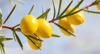 Olio d’oliva: un odore sgradevole segnala che non è più utilizzabile